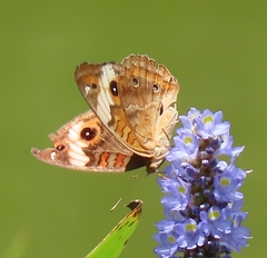 Junonia zonalis