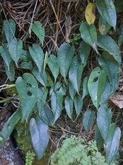 Monstera siltepecana