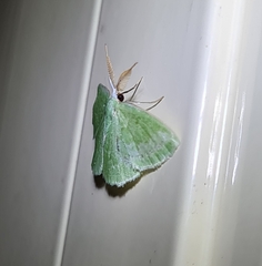 Chlorocoma tachypora