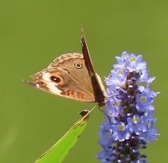 Junonia zonalis