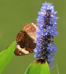 Junonia zonalis