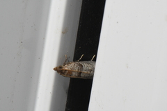 Notocelia culminana