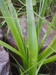 Aloe boylei