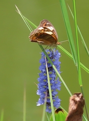Junonia zonalis