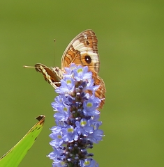 Junonia zonalis