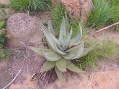 Aloe petricola