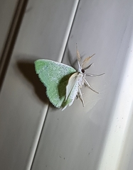 Chlorocoma tachypora