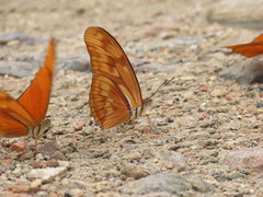 Dryas iulia moderata