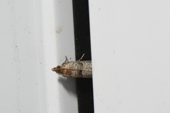 Notocelia culminana