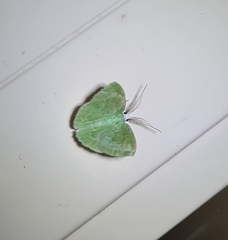 Chlorocoma tachypora