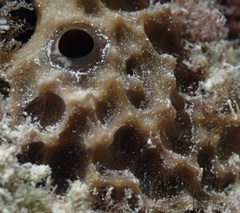 Ircinia felix