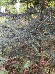 Abies alba