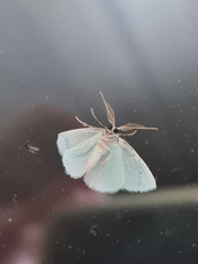 Chlorocoma tachypora