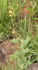 Argyrolobium robustum