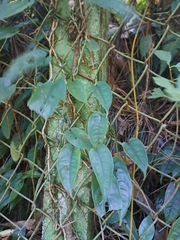 Monstera siltepecana