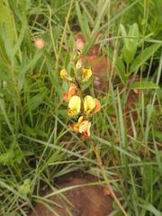 Argyrolobium robustum