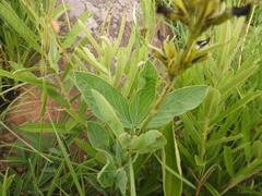 Argyrolobium robustum