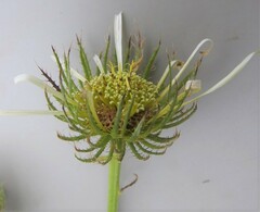 Berkheya zeyheri