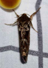 Korscheltellus gracilis