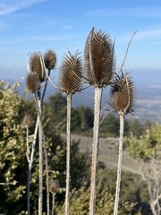 Dipsacus sativus