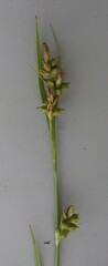 Carex spartea