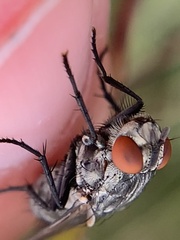 Microphthalma disjuncta