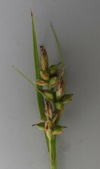 Carex spartea