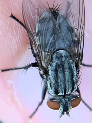 Microphthalma disjuncta