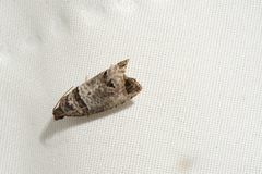 Notocelia culminana