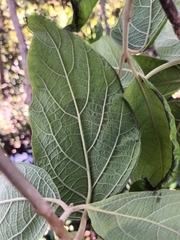 Gmelina leichhardtii