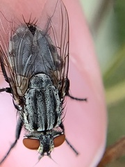 Microphthalma disjuncta