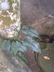 Monstera siltepecana
