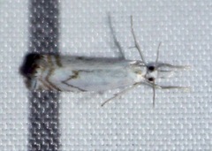 Crambus albellus