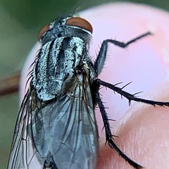 Microphthalma disjuncta