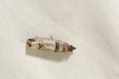 Notocelia culminana