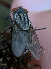 Microphthalma disjuncta