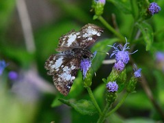 Chiomara georgina