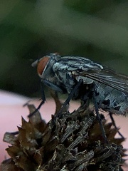 Microphthalma disjuncta