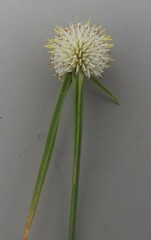 Cyperus cristatus