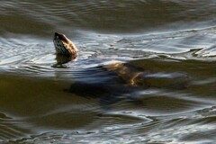 Malaclemys terrapin terrapin