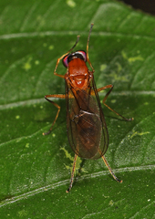 Stratiomyidae