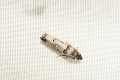 Notocelia culminana