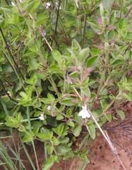 Dyschoriste burchellii