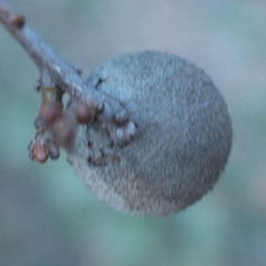 Burnettweldia washingtonensis