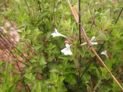 Dyschoriste burchellii