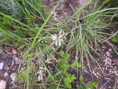 Eragrostis racemosa