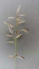 Eragrostis racemosa