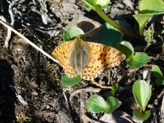 Boloria
