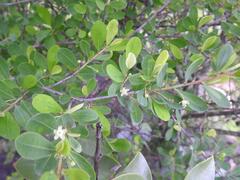 Erythroxylum delagoense