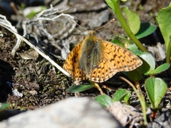 Boloria